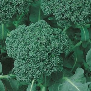 Organic seeds broccoli, cabbage, eggplant, caulifl
